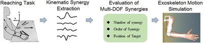 Kinematic Synergy of Multi-DoF Movement in Upper Limb and Its Application for Rehabilitation Exoskeleton Motion Planning